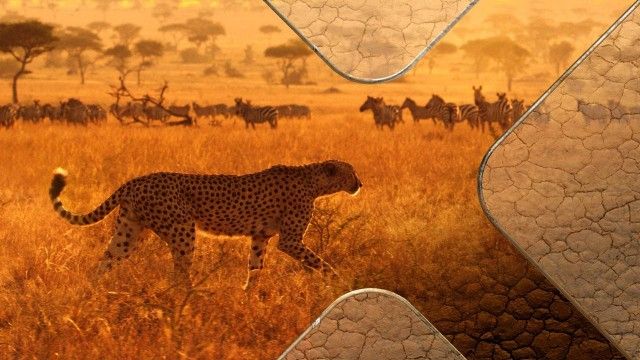 Serengeti (10): Überlebenskampf